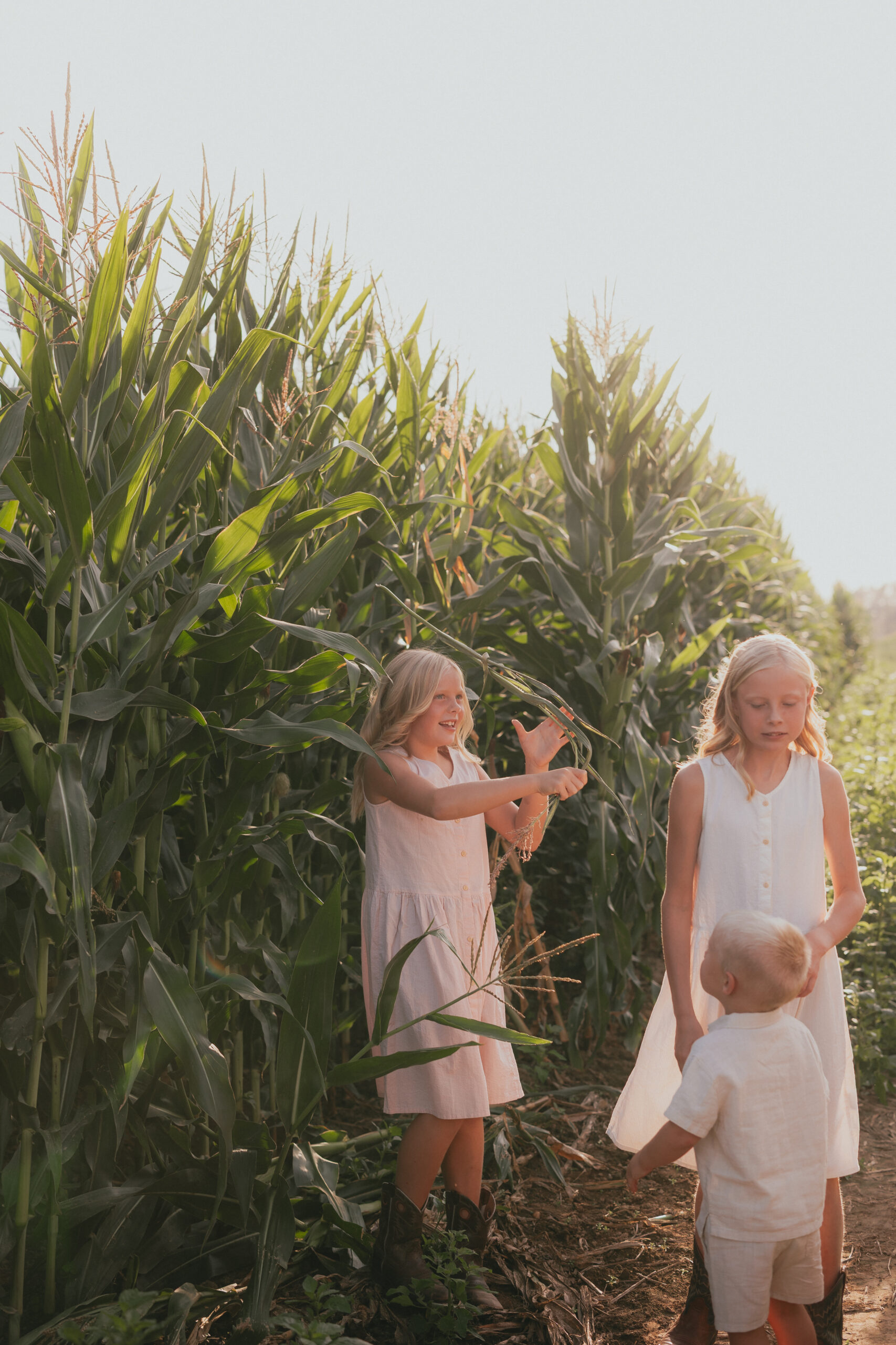 Photo of kids standing in a cornfield for a blog about abbotsford pumpkin patches